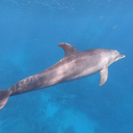 Dolphin Continental Hotel El Qoseir المظهر الخارجي الصورة
