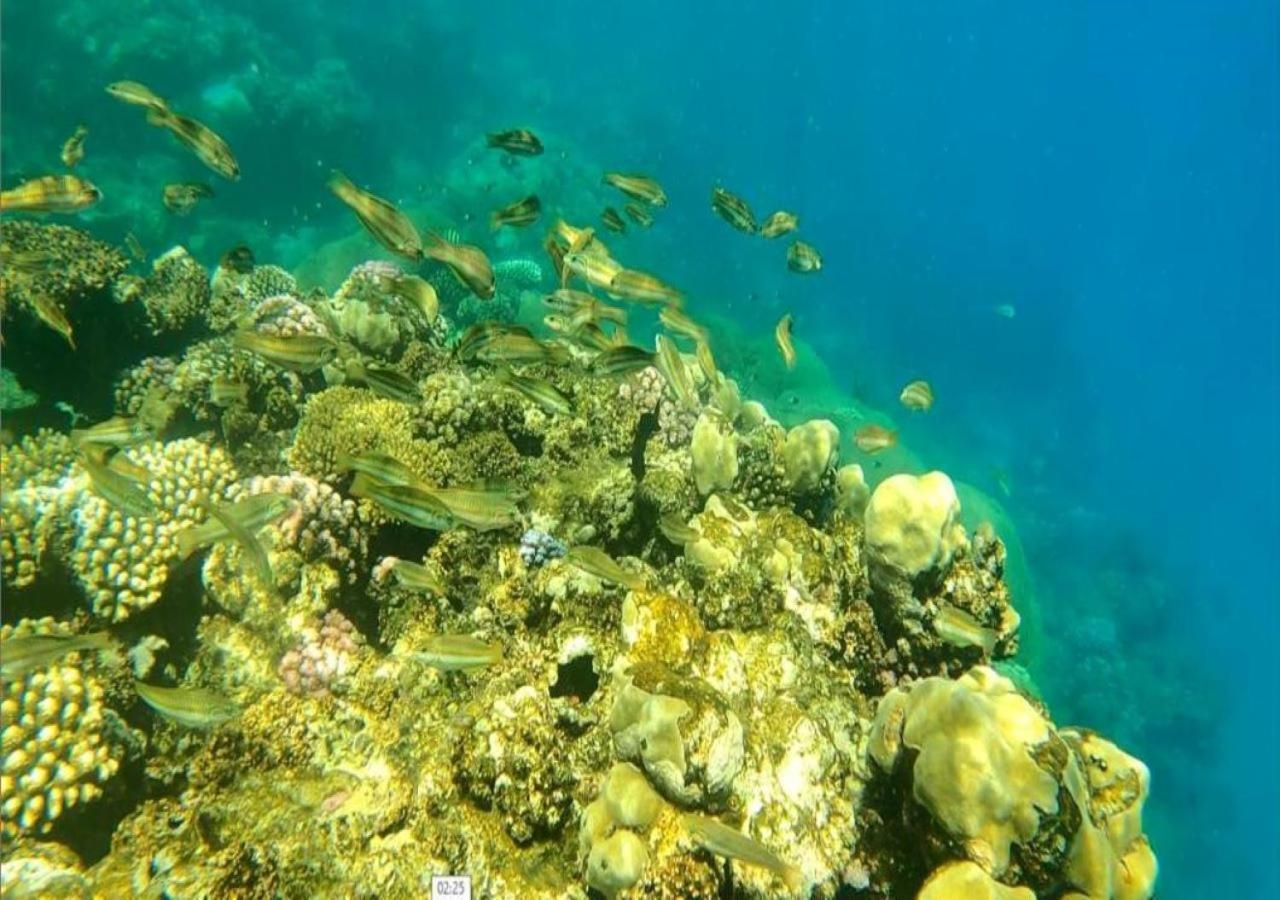 Dolphin Continental Hotel El Qoseir المظهر الخارجي الصورة
