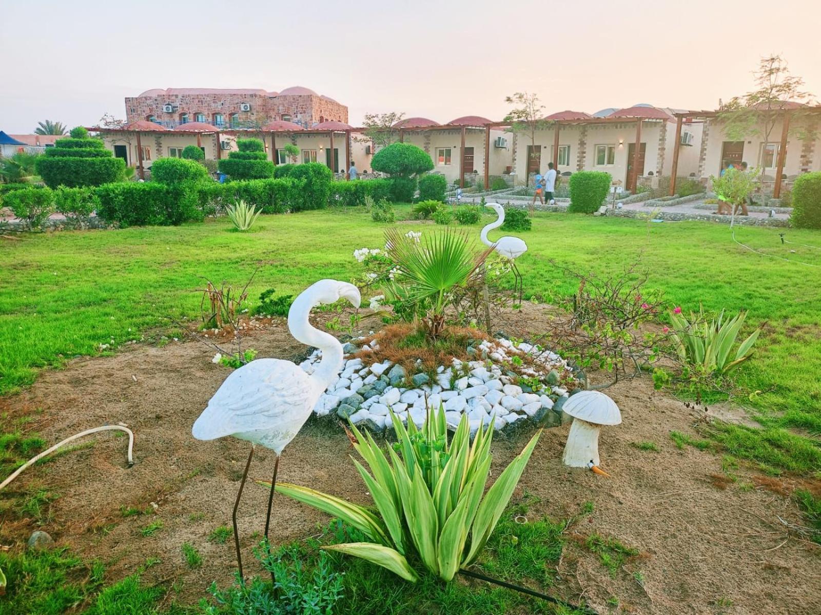 Dolphin Continental Hotel El Qoseir المظهر الخارجي الصورة