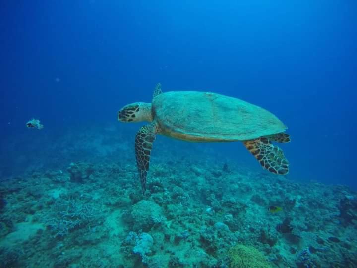 Dolphin Continental Hotel El Qoseir المظهر الخارجي الصورة