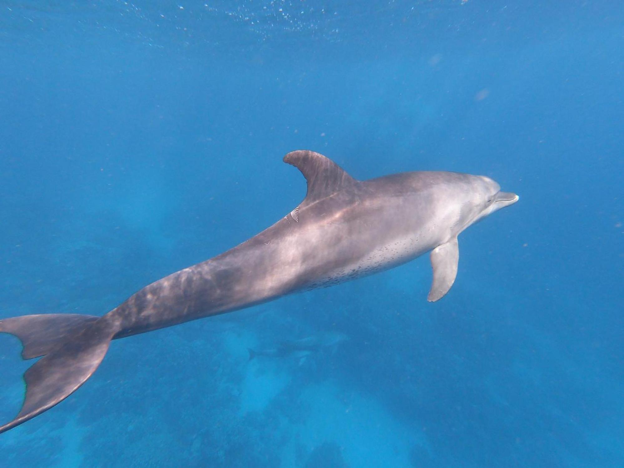 Dolphin Continental Hotel El Qoseir المظهر الخارجي الصورة